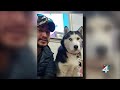 ‘She means a lot’: Military veteran hopes to reunite with missing emotional support dog