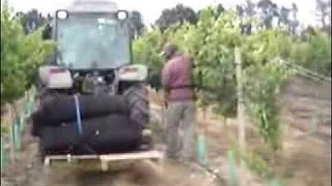 Coverplas Side Netting in Vineyards