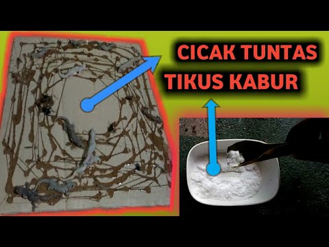 Video: Cara Mengusir Rakan Sebilik