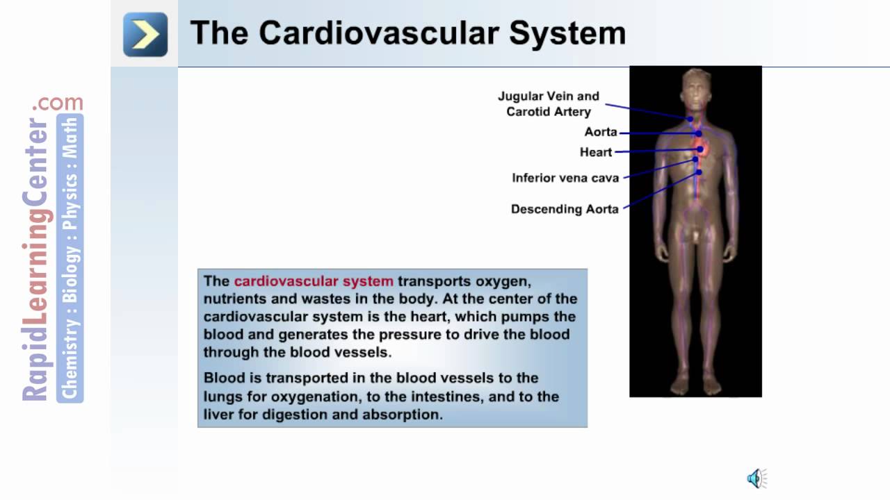 Intro to the Human Body - The Organ System of the Human Body - YouTube