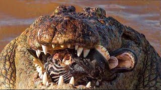 10 Brutal Crocodile Hunting Moments ►► Crocodile vs Lion, Zebra,...