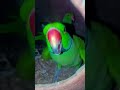 I am parrot sound 🫶🏻 #viral #youtubeshorts #shortsfeed #parrot #survival