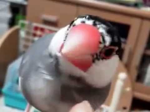 指を甘噛み（はむはむ）する文鳥