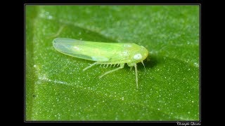 South Coast Plumeria Society - March 4, 2018 - LeafHopper Presentation
