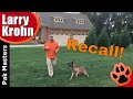 Improve any dog’s recall with this great exercise Improve any dog’s recall with this great exercise
