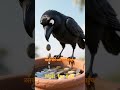 Ak PAYASA KOAA  #LOVE  STORY  crow ka parisrm #shorts  video