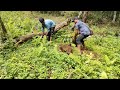 Planting an avocado tree in the farm