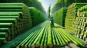 How Billions of Eco Friendly Products Are Made from Bamboo - You Won