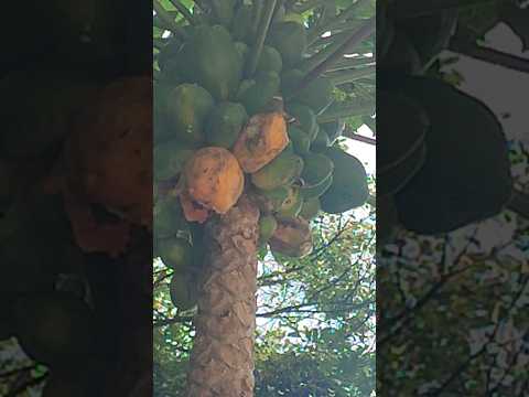 Butterfly Paradise Ripe Papaya Delight Kennethluk Panlongwanscenery 
