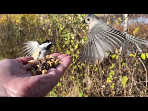 Hand-feeding Birds in
