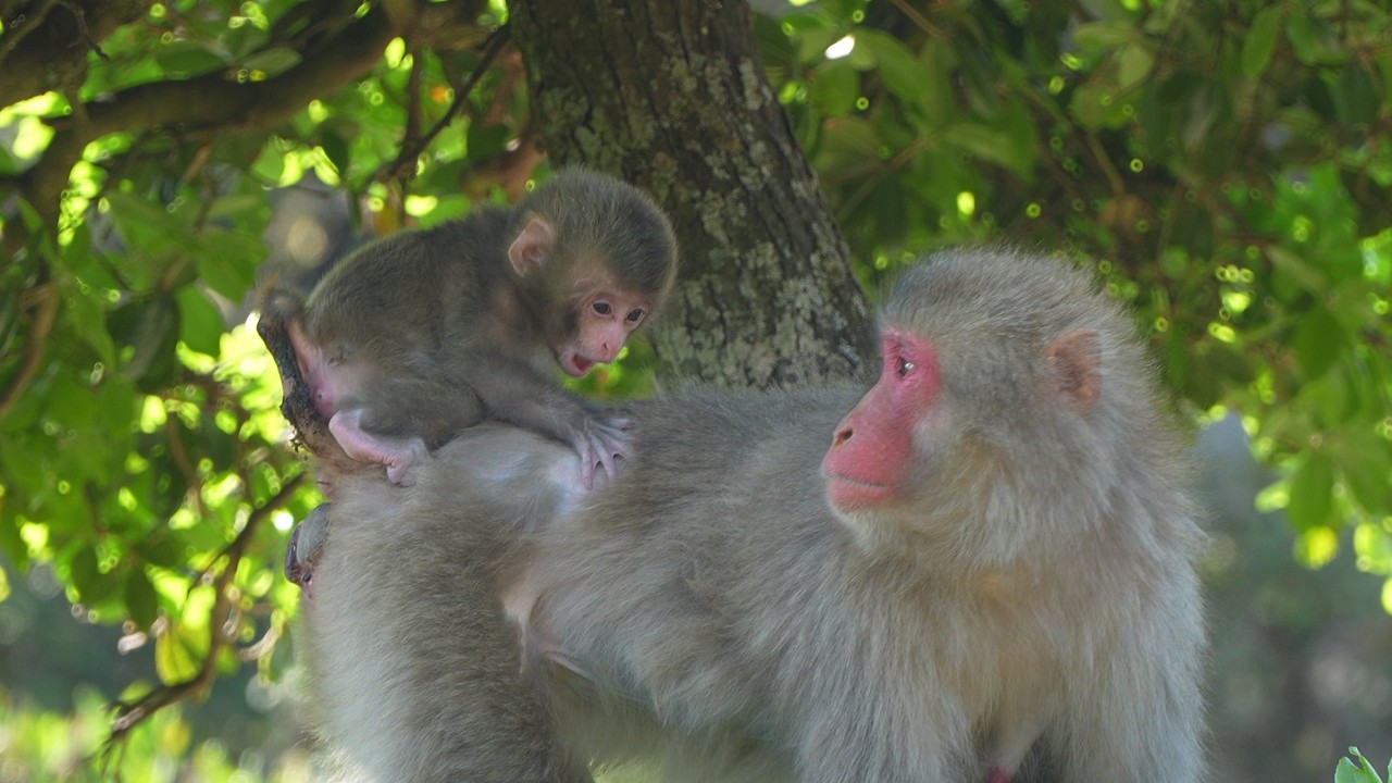 Беда на деревьях: Отчаянный зов мамы маленькой обезьянки. / monpai monyet baby bibi monkey