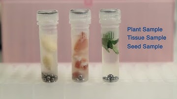 Benchmark Scientific BeadBug Homogenizer for Cell Lysis