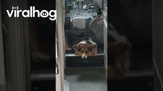 Corgi in the Cockpit || ViralHog
Corgi in the Cockpit || ViralHog Corgi in the Cockpit || ViralHog