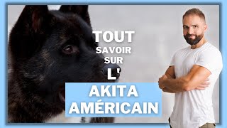 Race de chien Akita Américain : caractère, dressage, comportement, santé de ce chien de race
