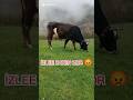 Yaylada bir gün nasıl geçti ☘️ görüntü kalitemi düzeltmeye çalışıyorum. #reels #doğa #köy #short