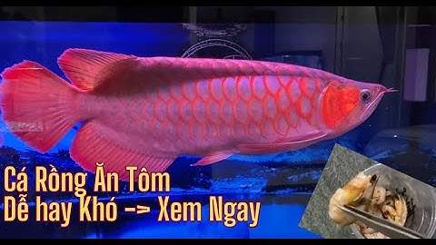 Cách Để Cá Rồng Ăn Tôm - Dễ Hay Khó-Xem Ngay | Justin T