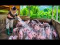 My Hard Life Raising Pigs Alone While Waiting For My Husband To Return | Ly Thi Ca