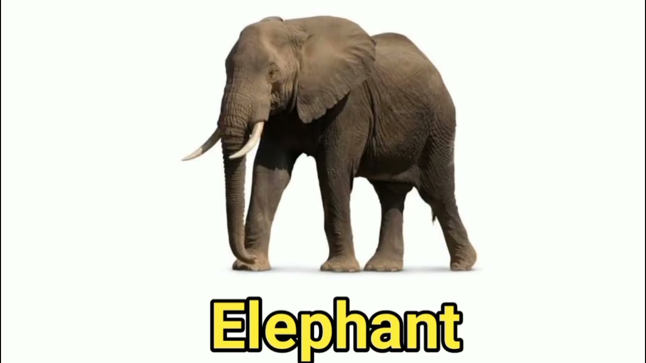 WILD ANIMALS AND THERE NAME IN ENGLISH.. - YouTube
