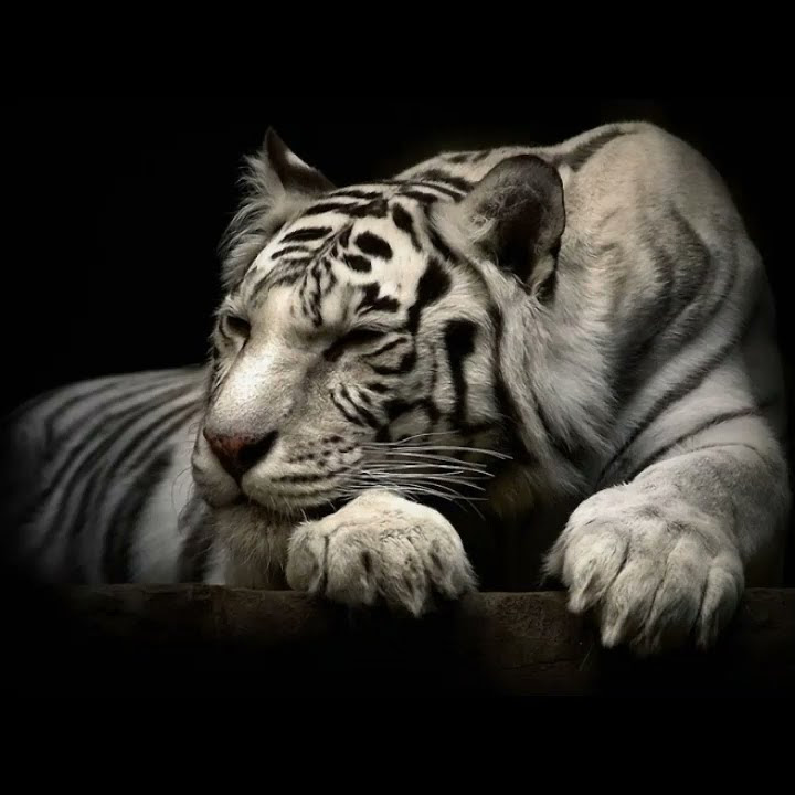 story wa macan putih kata kata MENENGKU NITENI LAKUMU