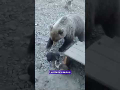 Video: Kako vedeti, če ima psi tumorji, ciste ali rak