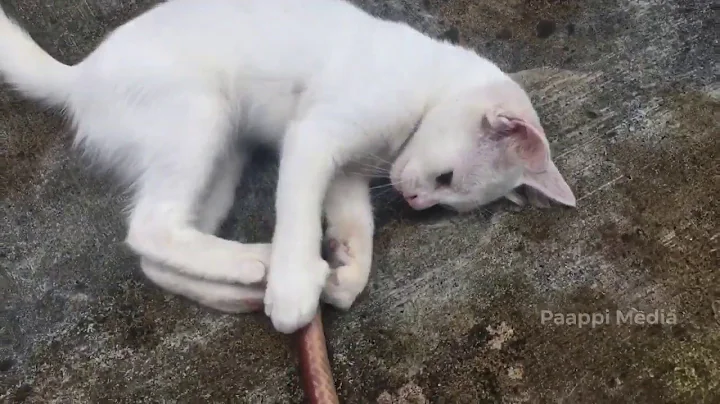 Video 238681: turkish angora kitten playing, odd eyes turkish angora, cat