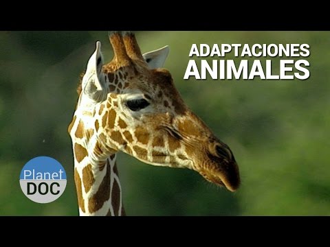 Video: ¿Cómo se adaptan los animales a la sabana?