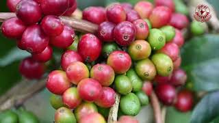 S 5086 coffee variety by CCRI | Coffee Board