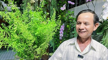 Cây Cam Thảo Đất Một Vị Thuốc Quý Ít Người Biết