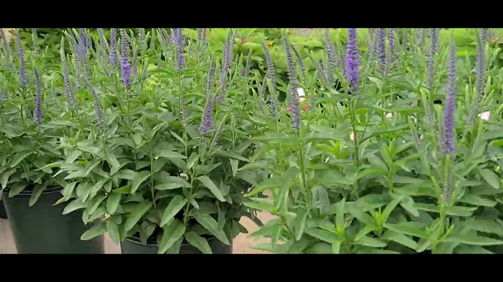 Veronica 'Blue Skywalker'// GORGEOUS Icy Blue Colo...
