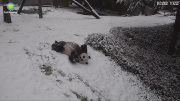 Must See Video: Pandas play in Washington D.C. snow