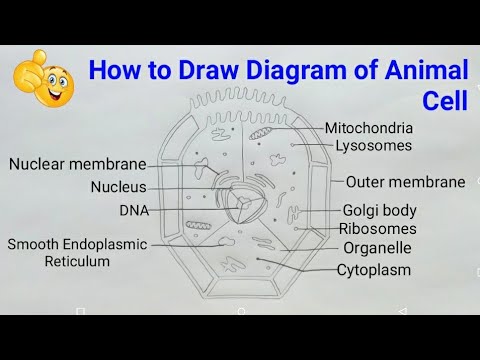 how to draw animal cell | how to draw animal cell class 9 | how to draw ...