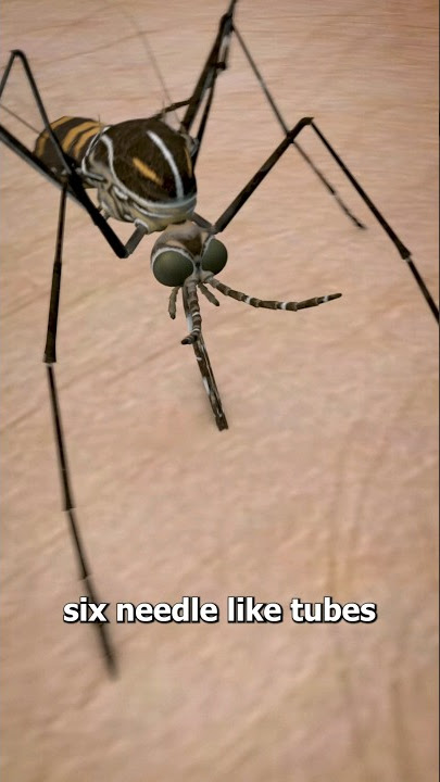 How Mosquitos Suck Your Blood 😨 (yikes)