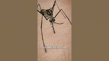 How Mosquitos Suck Your Blood 😨 (yikes)