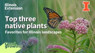 Three favorite native plants for Illinois | #GoodGrowing