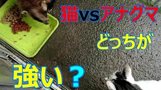 「猫 vs アナグマ」どっちが強い？　Cat  vs  Badger【いなか猫２１４１】japanese funny cat