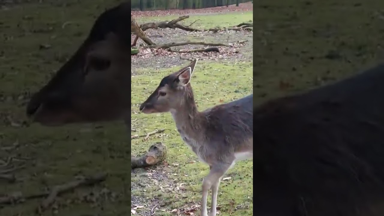 Hertenkamp Sonsbeekpark Arnhem 28 januari 2022 