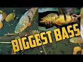 The BIGGEST BASS ive ever seen, Rescuing Monster Fish