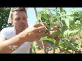 Les tomates  comment tailler et viter les maladies