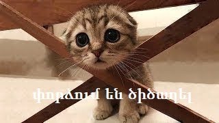փորձում են ծիծաղել / զվարճալի տեսահոլովակ / #5 Xndalu Videoner փորձում են ծիծաղել / զվարճալի տեսահոլովակ / #5 Xndalu Videoner