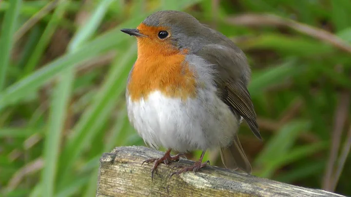 British Robin Red Breast UK Bird - The National Bi...