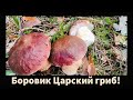 Грибы в Зауралье Боровики крепыши Отлично по охотились  Mushrooms strong men Well hunted