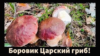 Грибы в Зауралье Боровики крепыши Отлично по охотились  Mushrooms strong men Well hunted