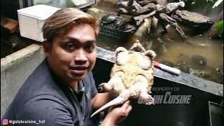 Almost a year the turtle did not come out of the aquarium!!! So this is what the turtle is like!!!