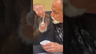 Father And Son Enjoy A Yoghurt - Limbani The Chimpanzee And Human Dad (Founder Of Zwf).