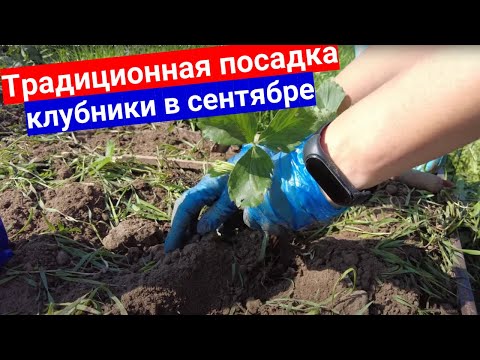 Традиционная осенняя посадка клубники, размножение клубники укорененными усами