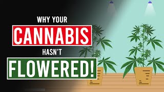 Download Lagu If your Cannabis plants haven’t flowered, there’s no need to panic! MP3 Download Lagu If your Cannabis plants haven’t flowered, there’s no need to panic! MP3