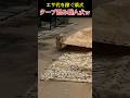 タープ畳み職人犬ｗ