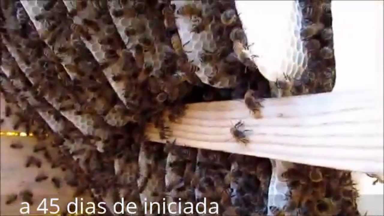 colmena perone avance