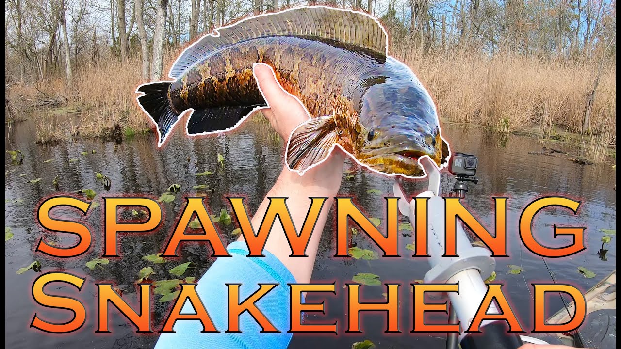 Squarebills & RipRap for Snakehead and Bass: Tips on a Solid Spring Fishing  Pattern 