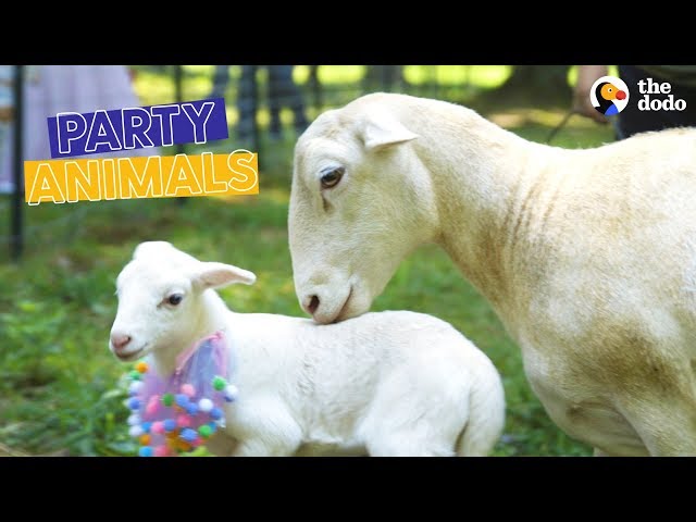 Rescued Sheep and Her Lamb Get a Baby Shower | The Dodo Party Animals